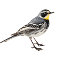 magnifique Jaune bergeronnettes oiseau sur transparent Contexte. ai généré png