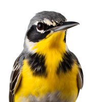 Beautiful Yellow wagtails bird on transparent background. ai generated png