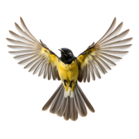 lindo amarelo wagtails pássaro em transparente fundo. ai gerado png