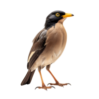 Beautiful Common Myna bird on transparent background. ai generated png