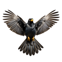 Beautiful Common Myna bird on transparent background. ai generated png