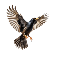 Beautiful Common Myna bird on transparent background. ai generated png