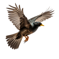 Beautiful Common Myna bird on transparent background. ai generated png