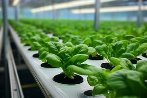 Selective focus of fresh organic vegetable grown using Hydroponic farm. AI Generated. photo
