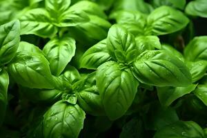 Close shot of fresh batch of basil. An important condiment for italian cuisine. AI Generated. photo