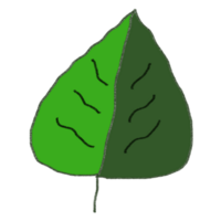 a green leaf on a transparent background png