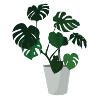 Monstera deliciosa gratuito png