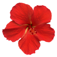 Red Shoe Flower Free PNG