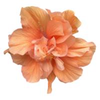 Orose shoe flower free PNG