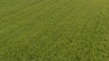 a close up of a grass field with some green grass video