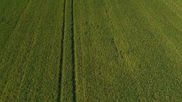 een antenne visie van een veld- met groen gras video