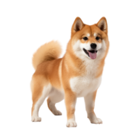 portrait of Shiba inu dog. Japanese cute dog isolate on transparent background.Generative AI png