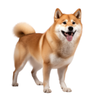 portrait of Shiba inu dog. Japanese cute dog isolate on transparent background.Generative AI png