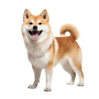 portrait of Shiba inu dog. Japanese cute dog isolate on transparent background.Generative AI png