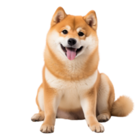 retrato de shiba inu perro. japonés linda perro aislar en transparente fondo.generativo ai png