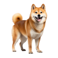 retrato de shiba inu perro. japonés linda perro aislar en transparente fondo.generativo ai png