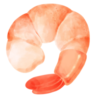 Hand Drawn Boiled Cooked Shrimp Illustration Cartoon Watercolor png