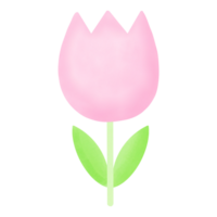 en rosa tulpan på en transparent bakgrund png