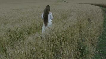 an aerial view of a person walking through a field video