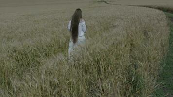 an aerial view of a person walking through a field video