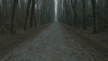 un' lungo strada nel il mezzo di un' freddo foresta video