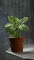 verticale video di Dorstenia foetida variegata o Dorstenia pianta su il argilla pentola.