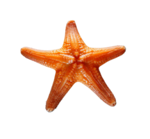 uma estrelas do mar isolado. ai gerado png