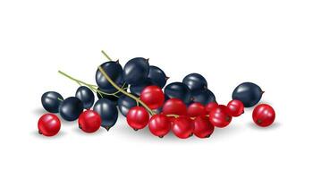 Realistic vector illustration of redcurrant and blue currant on white. Juicy and ripe berries, perfect for food and health designs. Fresh currants healthy collection of berries