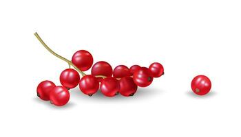 Realistic vector illustration of fresh redcurrants. Juicy and tasty summer berries isolated on white background. Healthy and delicious. Realistic macro of fresh ripe redcurrant