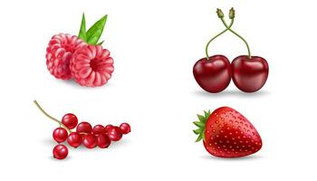 Set of vector realistic berries isolated on white background. Strawberry, raspberry, cherry, and redcurrant. Forest berry. Sweet fruit. Realistic illustration. 3d vector icon set