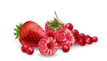 A vibrant heap of red berries raspberry, strawberry, and redcurrant. Fresh, juicy, and realistic fruit illustration for food juice, dessert, jelly, candy, ice cream and graphic design projects. vector