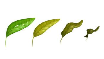 Green to dry gradation of tea leaves. Vector illustration set of organic herbal plants. Fresh, natural, and healthy ingredients isolated on white background. Realistic and aromatic