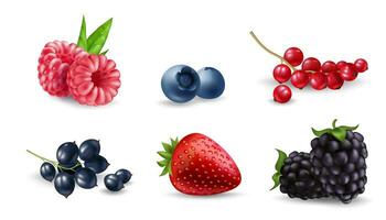Fresh and realistic berry illustration set of ripe and juicy blueberry, raspberry, blackberry, cherry, strawberry, currant, and gooseberry. Perfect for food, health, and nature designs. vector