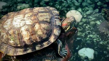 Sea turtles in the Marine Conservation Center, sea turtles swimming happily in the aquarium. On holiday, children and adults came to see the cute sea turtles in the Marine Conservation Center. video