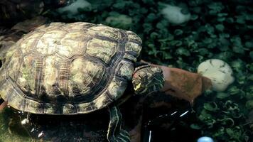 zee schildpadden in de marinier behoud centrum, zee schildpadden zwemmen gelukkig in de aquarium. Aan vakantie, kinderen en volwassenen kwam naar zien de schattig zee schildpadden in de marinier behoud centrum. video