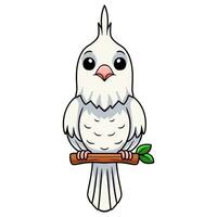 Cute albino cockatiel bird cartoon on tree branch vector