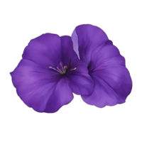 púrpura o Violeta Mañana gloria flor acortar Arte o pegatina png