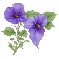 púrpura o Violeta Mañana gloria flor acortar Arte o pegatina png