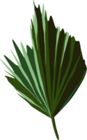 tropical feuille plante magnifique feuilles png