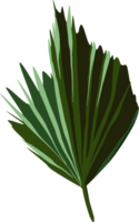 tropical folha plantar lindo folhas png