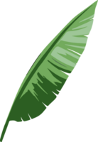 tropical feuille plante magnifique feuilles png