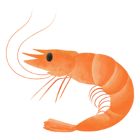 shrimp in the sea png