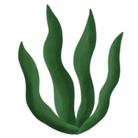 alga marina nel il mare png