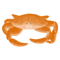 Granchio nel il mare png