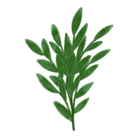 Green Seedlings flower png