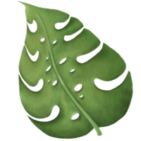 Leaf element icon png