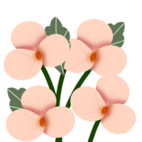 pêssego orquídea ilustração png