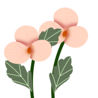 Peach orchid illustration png