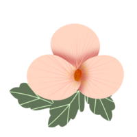 pêssego orquídea ilustração png