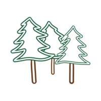 Pine Tree for decor png